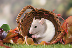 fancy rat