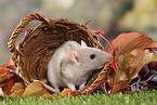 fancy rat