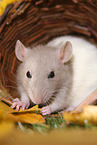 fancy rat