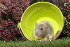 fancy rat