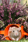 fancy rat