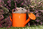 fancy rat