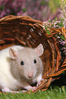 fancy rat