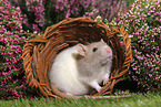 fancy rat