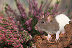 fancy rat