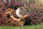 fancy rat