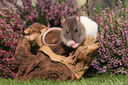 fancy rat