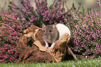 fancy rat