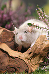 fancy rat
