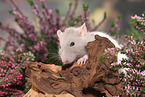 fancy rat