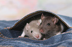 fancy rat