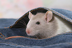fancy rat