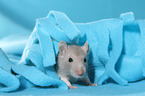fancy rat