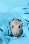 fancy rat