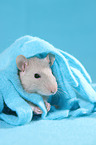 fancy rat