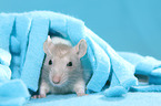 fancy rat
