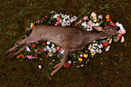 shot roe deer