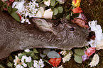 shot roe deer