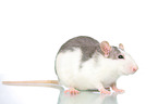 fancy rat on white background