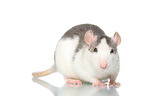 fancy rat on white background