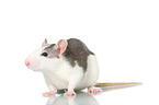 fancy rat on white background