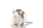 fancy rat on white background