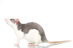 fancy rat on white background
