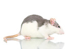 fancy rat on white background