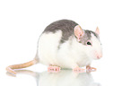 fancy rat on white background
