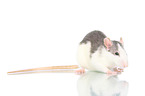 fancy rat on white background