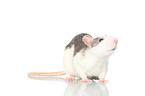 fancy rat on white background