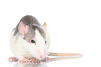 fancy rat on white background