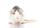 fancy rat on white background