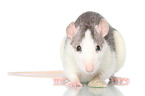 fancy rat on white background