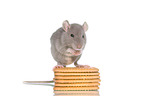preening rat