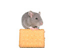fancy rat with biscuit