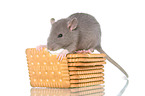 fancy rat eats biscuit