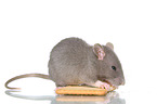 fancy rat eats biscuit