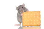 fancy rat eats biscuit