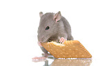 fancy rat eats biscuit