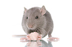 eating rat
