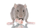 eating rat
