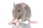 eating rat
