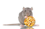 eating rat