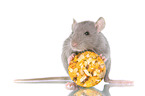 eating rat