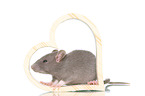 fancy rat on white background