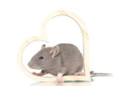 fancy rat on white background