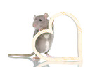 fancy rat on white background