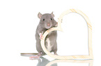 fancy rat on white background