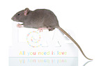 fancy rat on white background